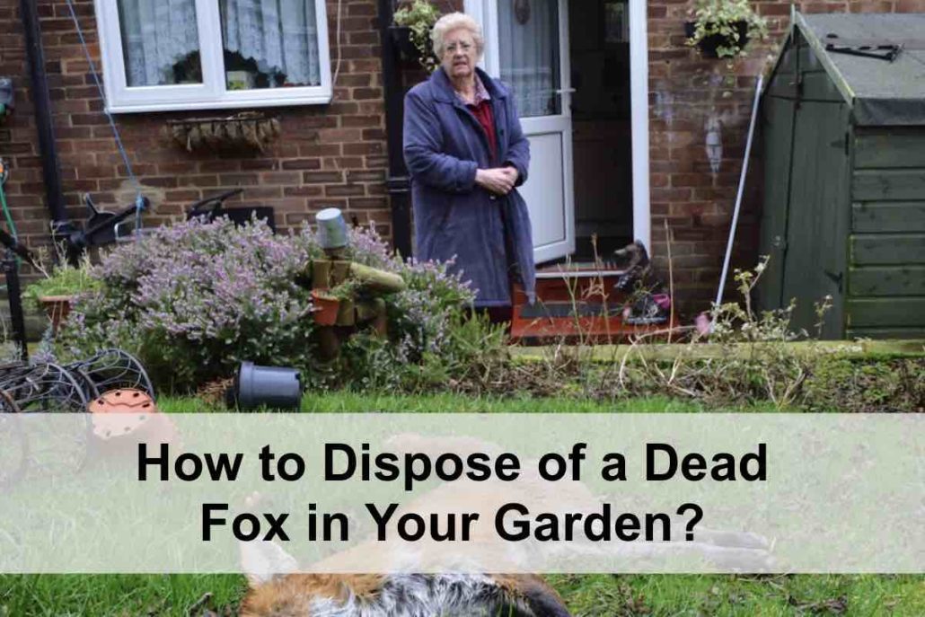 How to dispose of a dead fox?