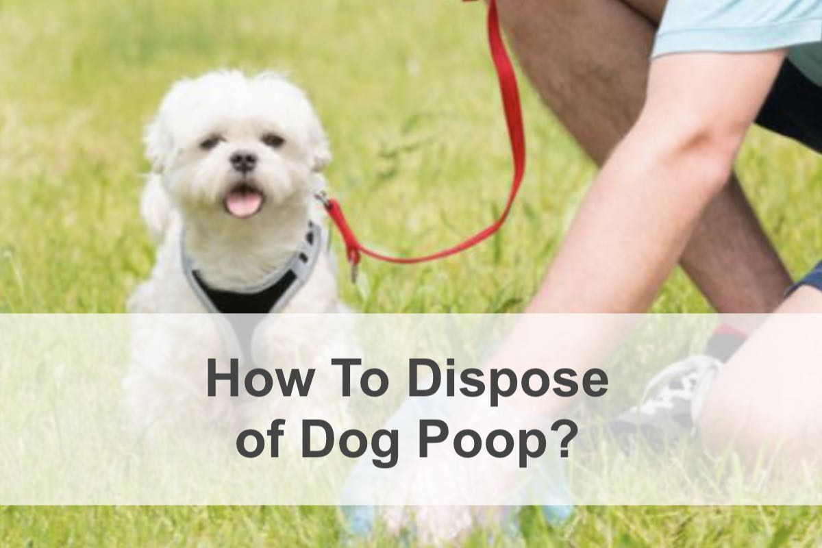 how do you properly dispose of dog poop