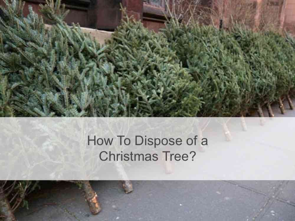 How To Dispose of a Christmas Tree?