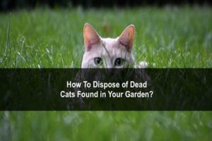 CheapSkips Dispsoal Tips Dead Cats