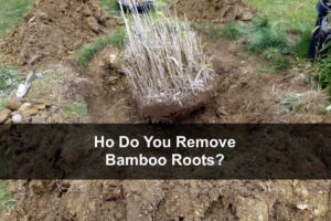 Ho Do You Remove Bamboo Roots?