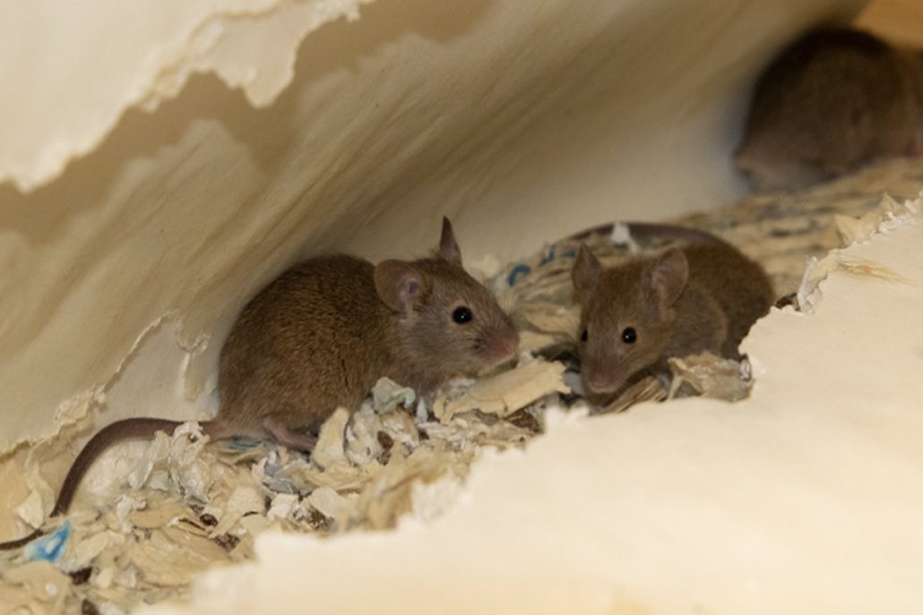 How To Get Rid of Mice in the Loft