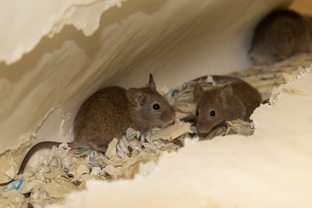 How to Get Rid of Mice in Your Attic